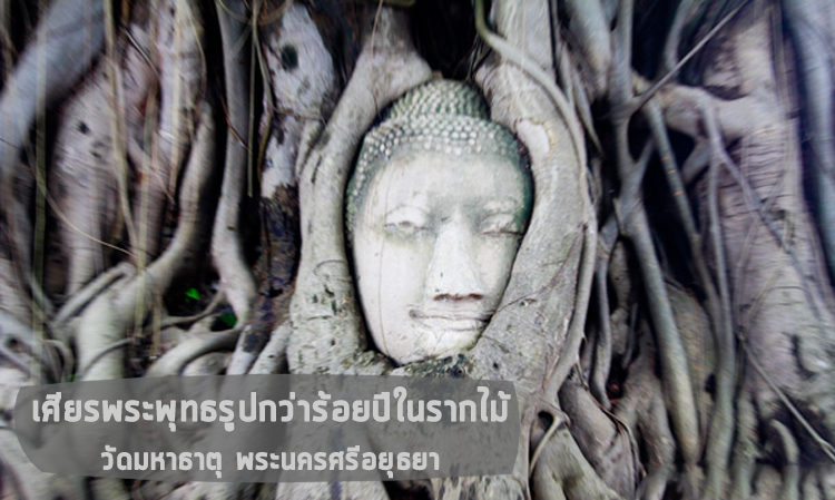 เศียรพระพุทธรูปกว่าร้อยปีในรากไม้ วัดมหาธาตุ พระนครศรีอยุธยา 