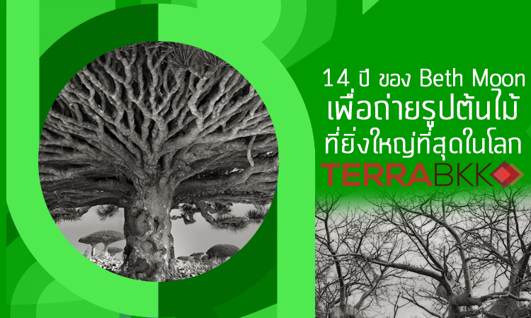 ความพยายาม 14 ปี ของ Beth Moon เพื่อถ่ายรูปต้นไม้ที่ยิ่งใหญ่ที่สุดในโลก