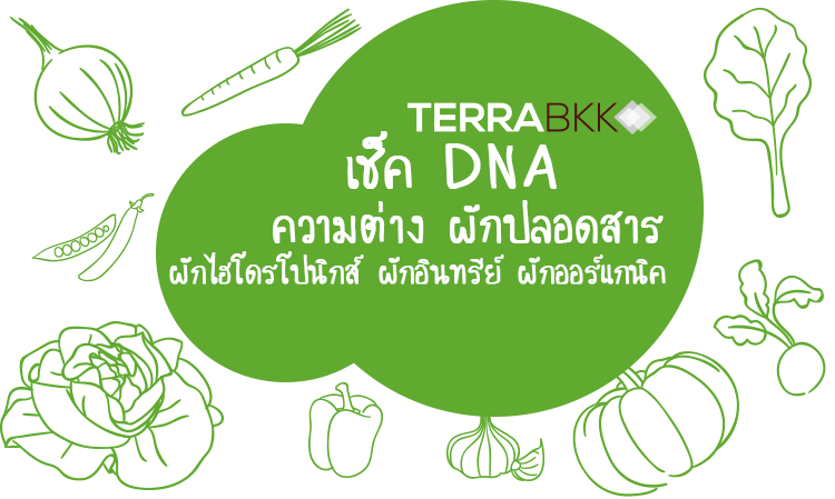 เช็ค DNA ความต่าง ผักปลอดสาร ผักไฮโดรโปนิกส์ ผักอินทรีย์   ผักออร์แกนิค