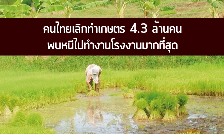 คนไทยเลิกทำเกษตร 4.3 แสนคน พบหนีไปทำงานทำโรงงานมากสุด