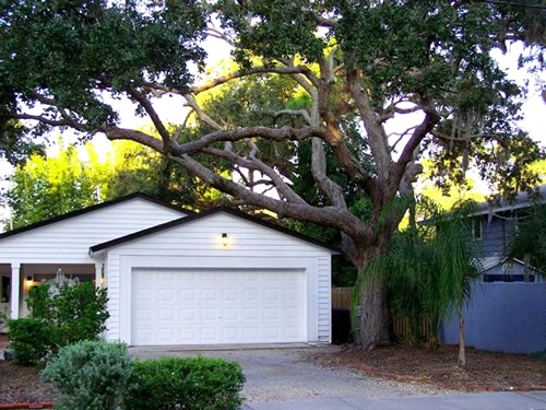 large-tree-trimming-near-house-bradenton-florida-6