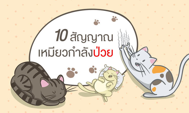 10 สัญญาณเหมียวกำลัง ป่วย