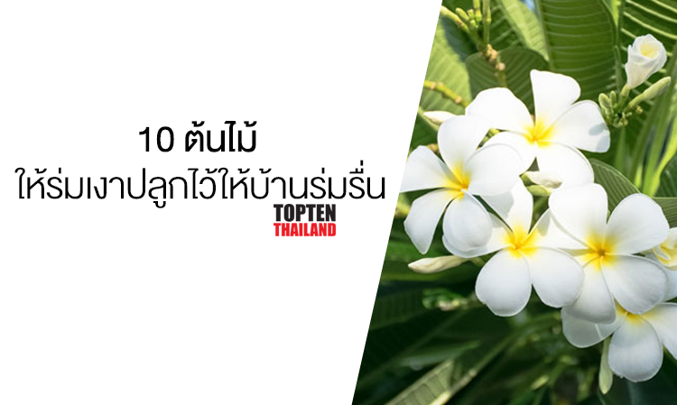 10 ต้นไม้ให้ร่มเงาปลูกไว้ให้ บ้านร่มรื่น